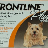 Frontline plus  for dogs up to 22 pounds 3 month